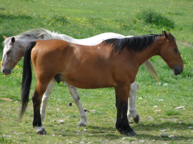 2014HWK 031.jpg